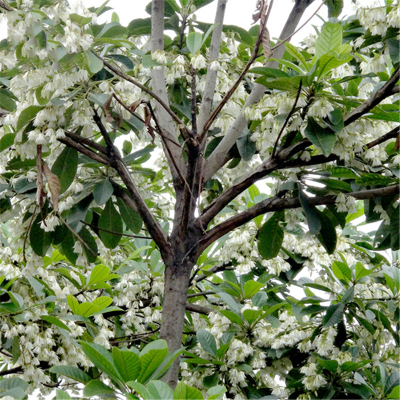 Egrow 30 Pcs/Pack Elaeocarpus Seeds Elaeocarpus Decipiens Tree Plant Elaeocarpus Sylvestris