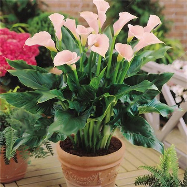 Egrow 50 PCS Calla Lily Seeds Tropic Beautifying Plants Garden Potted Flowers Perennial Lily Seeds