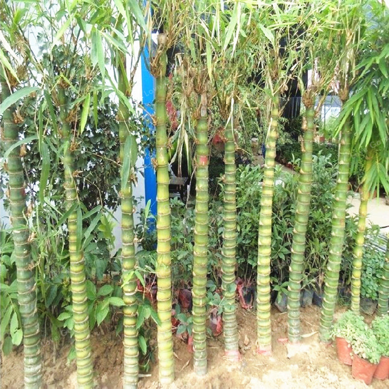 Egrow 50Pcs/Pack Bamboo Seeds Decorative Bamboo Bonsai Herb Bonsai Plant For DIY Home Garden