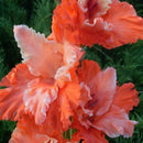 Egrow 100 PCS Garden Plant Gladiolus Flowers Aerobic Indoor Potted Sword Lily Flower Seeds Bonsai