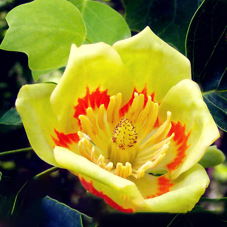 Egrow 50Pcs/Bag Magnoliaceae Flower Seeds Ornamental Plant Liriodendron Chinense Bonsai Seeds