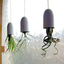 Egrow 100PCS/Pack Air Plant Seeds Cactus Jardin Bonsai Plantas Rainbow Grass For Garden Decoration