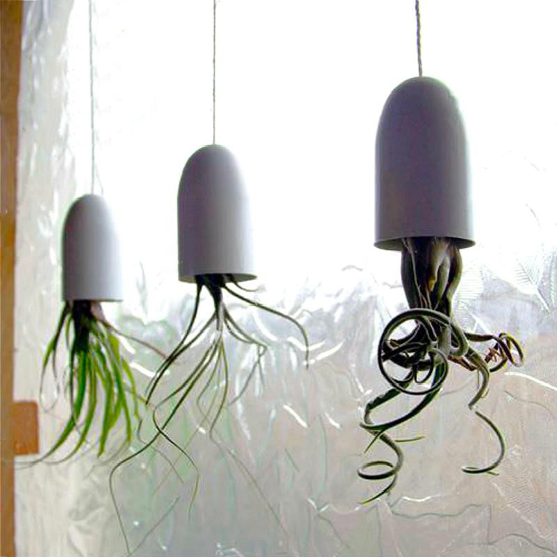 Egrow 100PCS/Pack Air Plant Seeds Cactus Jardin Bonsai Plantas Rainbow Grass For Garden Decoration