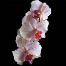 Egrow 100Pcs/Bag Cymbidium Orchid Seeds Butterfly Orchid Plant Flower Seeds Cymbidium Flower Plants