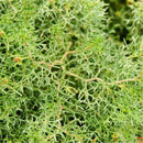 Egrow 100 Pcs/Pack Peganum Harmala Seeds Desert Grass Peganum Grass Seeds