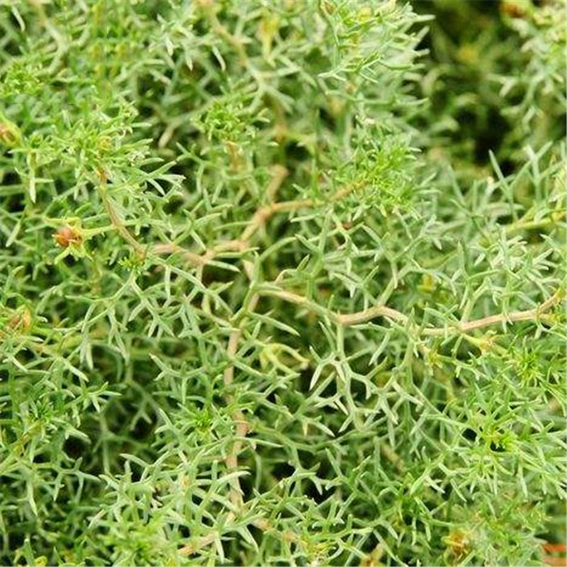 Egrow 100 Pcs/Pack Peganum Harmala Seeds Desert Grass Peganum Grass Seeds