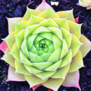 Egrow 100Pcs/Bag Sempervivum Seeds Colorful Gardening Succulent Plant Flower Seed