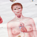 60x80cm The Endocrine System Poster Anatomical Chart Woman Body Educational Medical