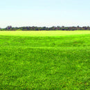 Egrow 1000 PCS/Pack Turfgrass Seeds Green Source Turfgrass Grass Plant Evergreen Lawn Plantas Flower Flores Home Garden Bonsai