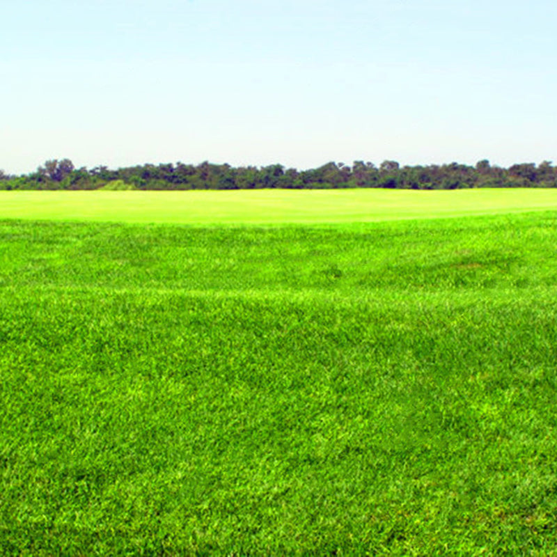 Egrow 1000 PCS/Pack Turfgrass Seeds Green Source Turfgrass Grass Plant Evergreen Lawn Plantas Flower Flores Home Garden Bonsai