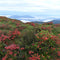 Egrow 100 Pcs/Pack Azalea Seeds Azalea Tree Plant Rhododendron Simsii Flower Seeds Home Garden Decoation