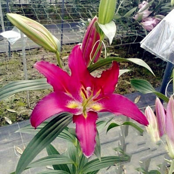 Egrow 100Pcs/Pack White Red Lily Flower Seeds Home Garden Potted Plants Bonsai Seeds