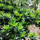 Egrow 40 Pcs/Pack Podocarpus Seeds Podocarpus Macrophyllus Tree Plant Home Garden Plant