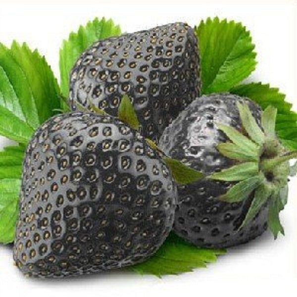 500Pcs Black Strawberry Seeds Garden Fruit Seeds Heirloom Super Strawberry Garden Seeds Climbing