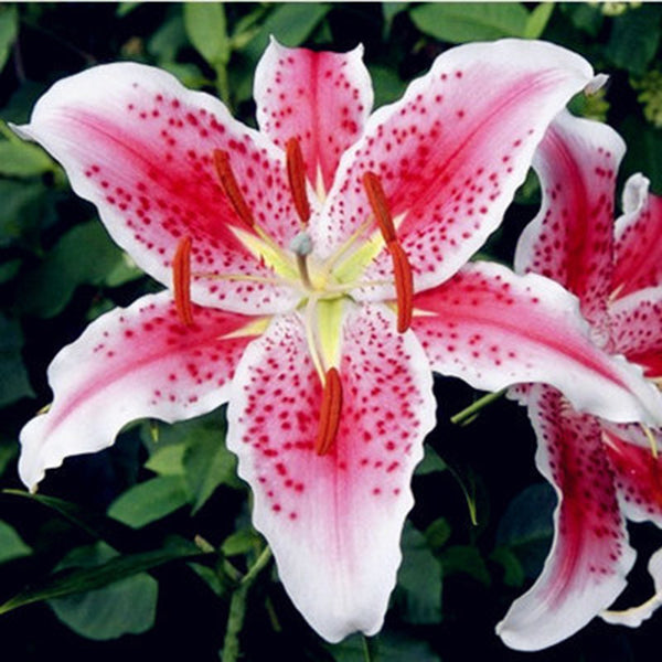 Egrow 100Pcs/Pack Red Lily Flower Seeds Garden Indoor Balcony Decoration Bonsai Plants