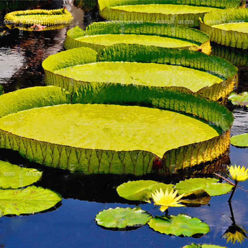 Egrow 10 Pcs/Pac Lotus Seeds Lotus Leaf Bonsai Giant Water Lily Flower For Home Garden Flower