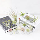 20 Pack Air Plant Stand Container Tillandsia Holder, iron Wire Stand Plant DY8Y9