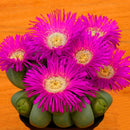 Egrow 100Pcs/Lot Lithops Seeds Cactus Rebutia Variety Flowering Color Cacti Rare Cactus Bonsai Office Mini Plant Succulent