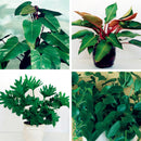 Egrow 100Pcs/Pack Philodendron Seeds 10 Kinds Mix Philodendron Bonsai Vine Leaf Indoor Plants Anti Radiation Absorb Dust Tree Plant
