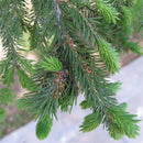 Egrow 60 Pcs/Pack Asperata Seeds Picea Asperata Fir Tree Semente Plant Spruce Tree