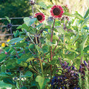 Egrow 20Pca/Pack Red Yellow Sunflower Seeds Courtyard Beautifying Ornamental Plants Seeds