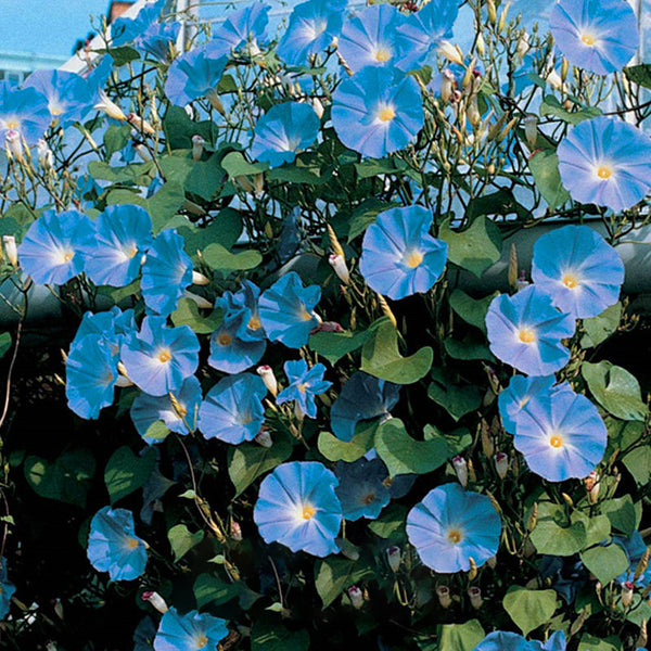 Egrow 20Pcs/Pack Morning Glory Seeds Heavenly Blue Flowers Gardening Path Decorations