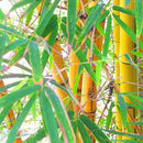 Egrow 50pcs/Bag Golden Bamboo Seeds New Semente Rare Golden Bamboo Tree Seeds for Home Garden Plants