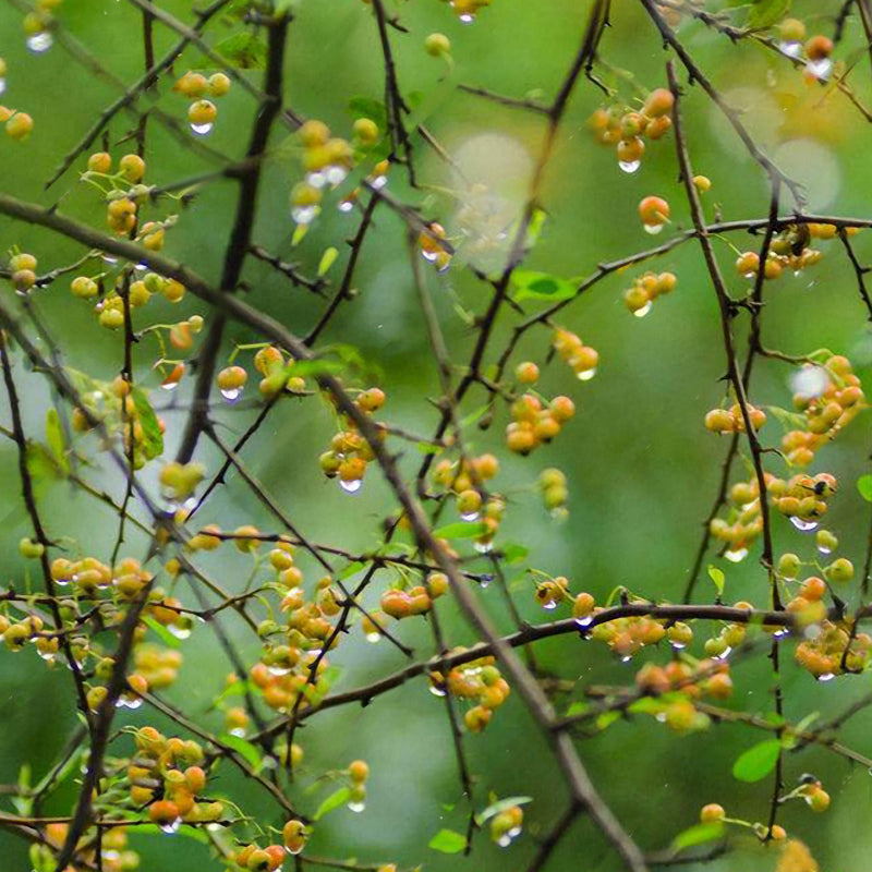 Egrow100Pcs/Bag Pyracantha Seeds Yellow Pyracantha Fortuneana Firethorn Perennial Tree Bonsai Seeds