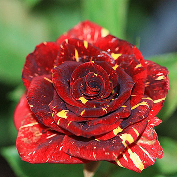 30Pcs Meteoric Shower Rose Seeds Abracadabra Seeds Flower Bonsai DIY Home Garden Dec