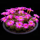 Egrow 100Pcs/Bag Purple Succulents Lithops Seed Garden Planting Office Balcony Decoration Flowers