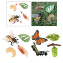 Realistic Nature Butterfly Bee Growth Child Education Learning Teaching Toys