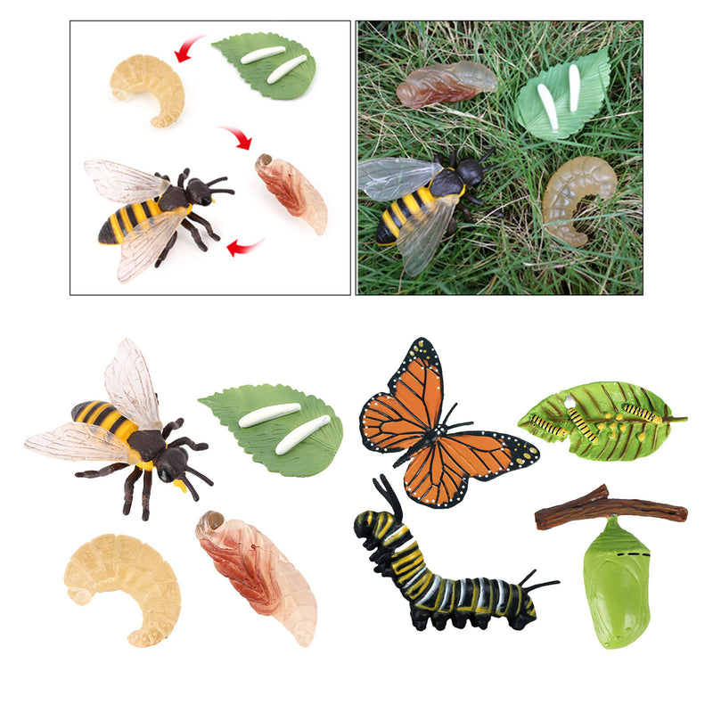 Realistic Nature Butterfly Bee Growth Child Education Learning Teaching Toys