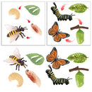 Realistic Nature Butterfly Bee Growth Child Education Learning Teaching Toys
