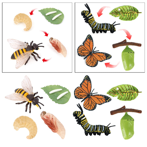 Realistic Nature Butterfly Bee Growth Child Education Learning Teaching Toys