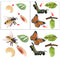 Realistic Nature Butterfly Bee Growth Child Education Learning Teaching Toys