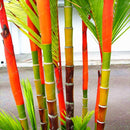 Egrow 100 Pcs/Pack Palm Seeds Lipstick Palm Cyrtostachys Renda Tree Red Sealing Wax Palm Bonsai Pot Plant For Home Garden Bonsai