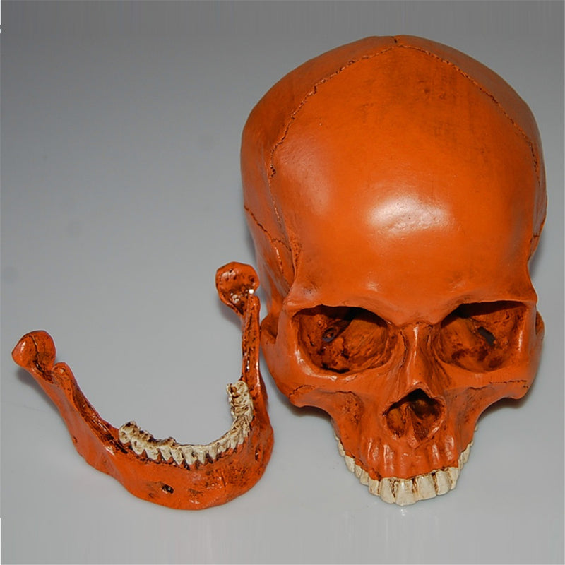 1:1 Life Size Human Anatomical Anatomy Resin Head Skeleton Skull Medical Teaching Model