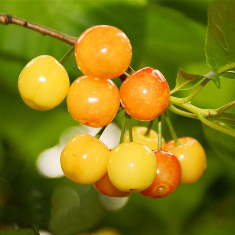 Egrow 20Pcs/Bag Yellow Cherry Seeds Balcony Garden Bonsai Potted Plant Seeds Cherry Fruits Seeds