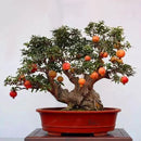 Egrow 30Pcs/Pack Pomegranate Seeds Sweet Delicious Indoor Fruit Seeds Pomegranate Mini Bonsai Tree