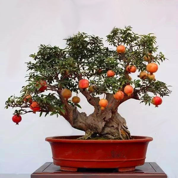 Egrow 30Pcs/Pack Pomegranate Seeds Sweet Delicious Indoor Fruit Seeds Pomegranate Mini Bonsai Tree