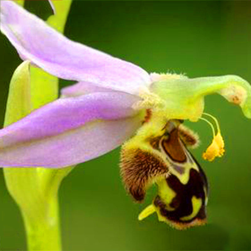 Egrow 100Pcs/Pack Orchid Flower Seeds Garden Balcony Plants Bee Smile Face Flower Seeds