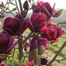 Egrow 10Pcs/Bag Magnolia Seeds Deep Purple Black Magnolia Yulan Tree Flower Tulip Tree Seeds
