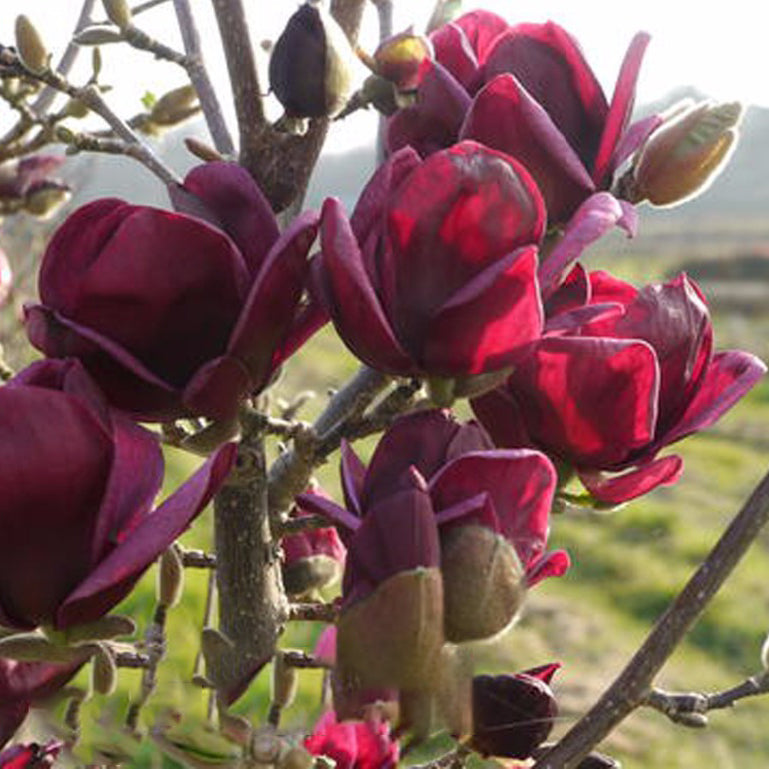 Egrow 10Pcs/Bag Magnolia Seeds Deep Purple Black Magnolia Yulan Tree Flower Tulip Tree Seeds