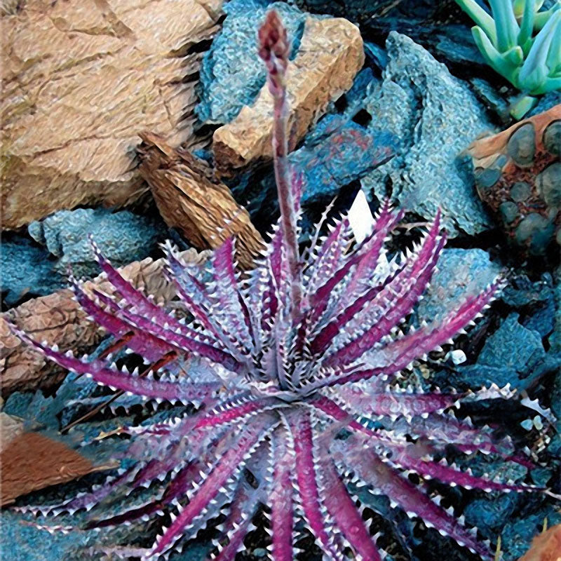 Egrow 100 PCS Garden Succulent Bonsai Various Lithops Seeds Living Stone Flower Cacti Cactus Plant