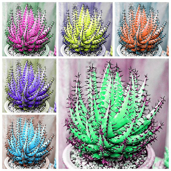 Egrow 100Pcs/Bag Cactus Aloe Seeds Colorful Cactus Rebutia Variety Succulent Flower Potted Seed