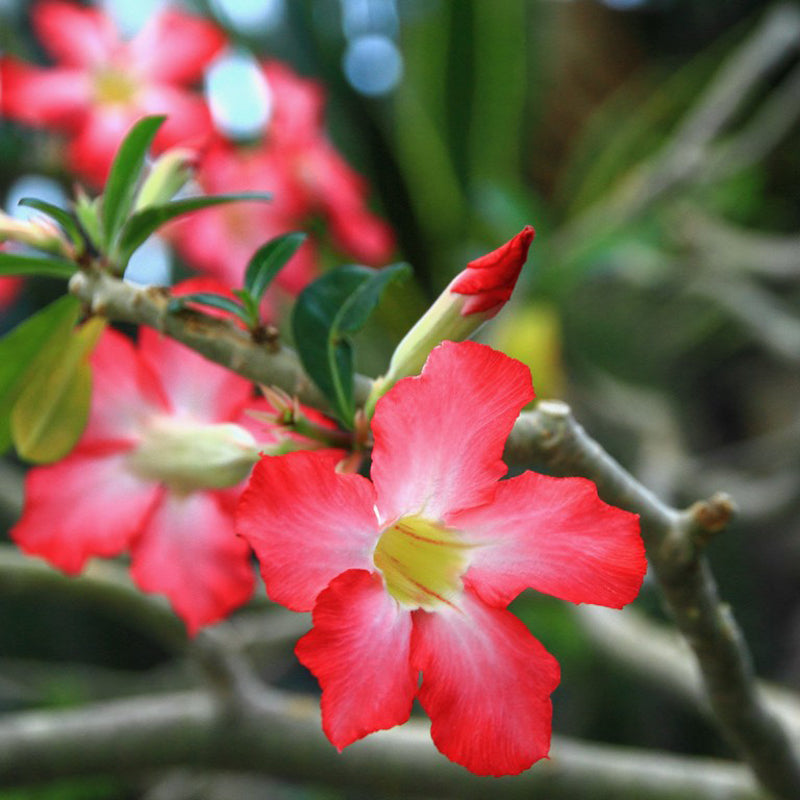 Egrow 10Pcs Adenium Obesum Seeds Balcony Flowers Rainbow Desert Rose Seeds