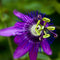 100 PCS Passion Flower Seeds Vine Fruit Passiflora Bonsai Seeds Home Garden