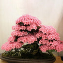 Egrow 10Pcs Sakura Flower Seeds Pink Cherry Blossom Tree Bonsai Plants Garden Rare Perennial