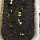 Egrow 2 Pcs/Pack Desert Rose Seeds Adenium Obesum Semillas Bonsai Desert Rose Flower Plant