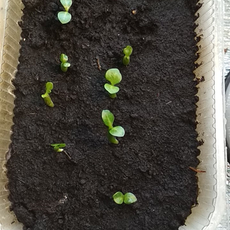 Egrow 2 Pcs/Pack Desert Rose Seeds Adenium Obesum Semillas Bonsai Desert Rose Flower Plant